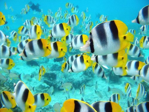 School_of_tropical_fish_tahiti_pictures_underwater_photos