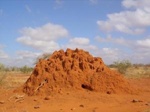 Termitaio-in-kenya-safari